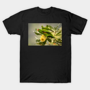 Scaly Breasted Lorikeet, Maleny Queensland T-Shirt